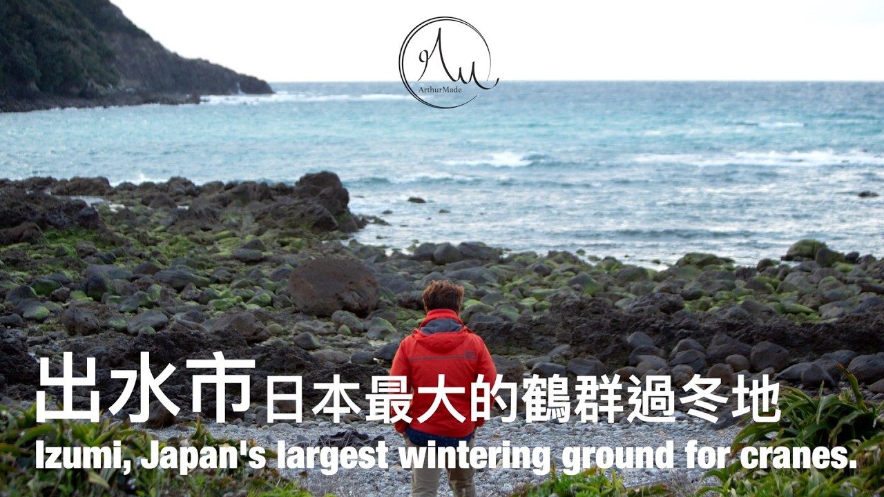 【出水市】日本最大鶴群過冬地｜薩摩之旅#5｜七股的101個故事｜亞瑟狂生活