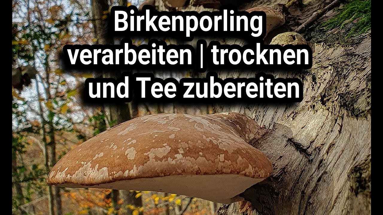 Birkenporling Tee Zubereitung (Wie verarbeite ich einen Birkenporling) zum nachmachen!