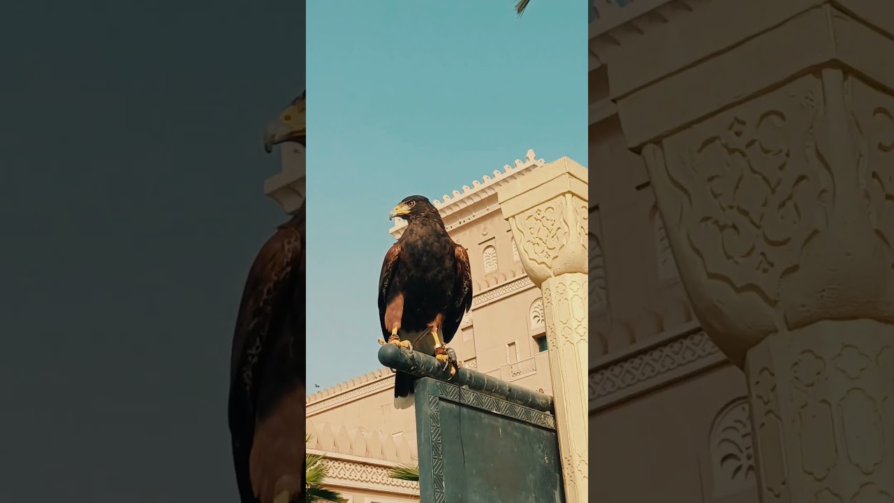 Bird Control Using falconry Techniques #falconer #birds #birdcontrol #birdofprey #harrishawk