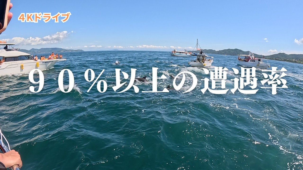 野生のイルカに90％以上の遭遇率！乗船10分でイルカに会えた感動のイルカウォッチング【天草旅行】