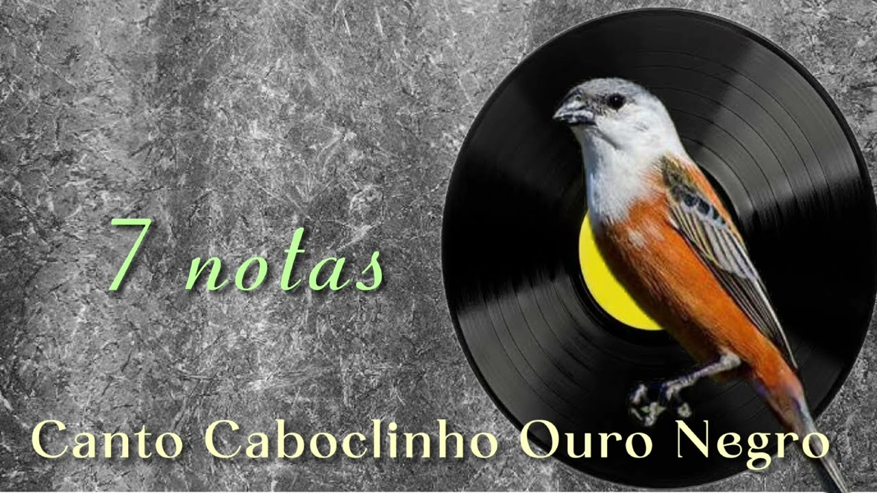 Canto Caboclinho Ouro negro - com  notas melhoradas