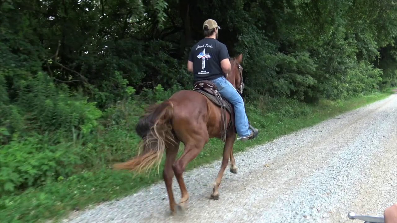 Red Filly sired by The Yankee Hustler- 30 days with Jacob Parks