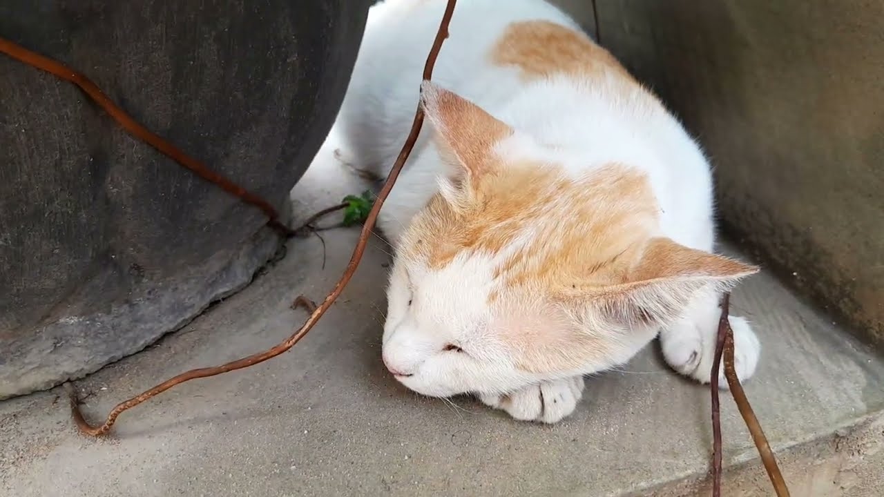 Mom cat is nearly giving birth soon 