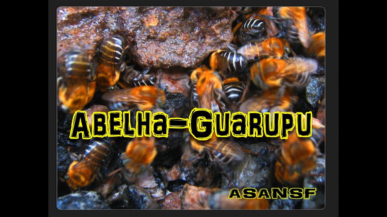 Abelha-Guarupu (Melipona Bicolor). Aprendendo sobre abelhas nativas 15