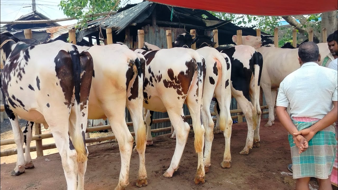 ১৩/ ১৫ মাসের রেডি বকনা গরু কিনবেন তাদের জন্য এই ভিডিও টা একদম সীমতো দামে খামার উপযোগী ফ্রিজিয়াম বকনা