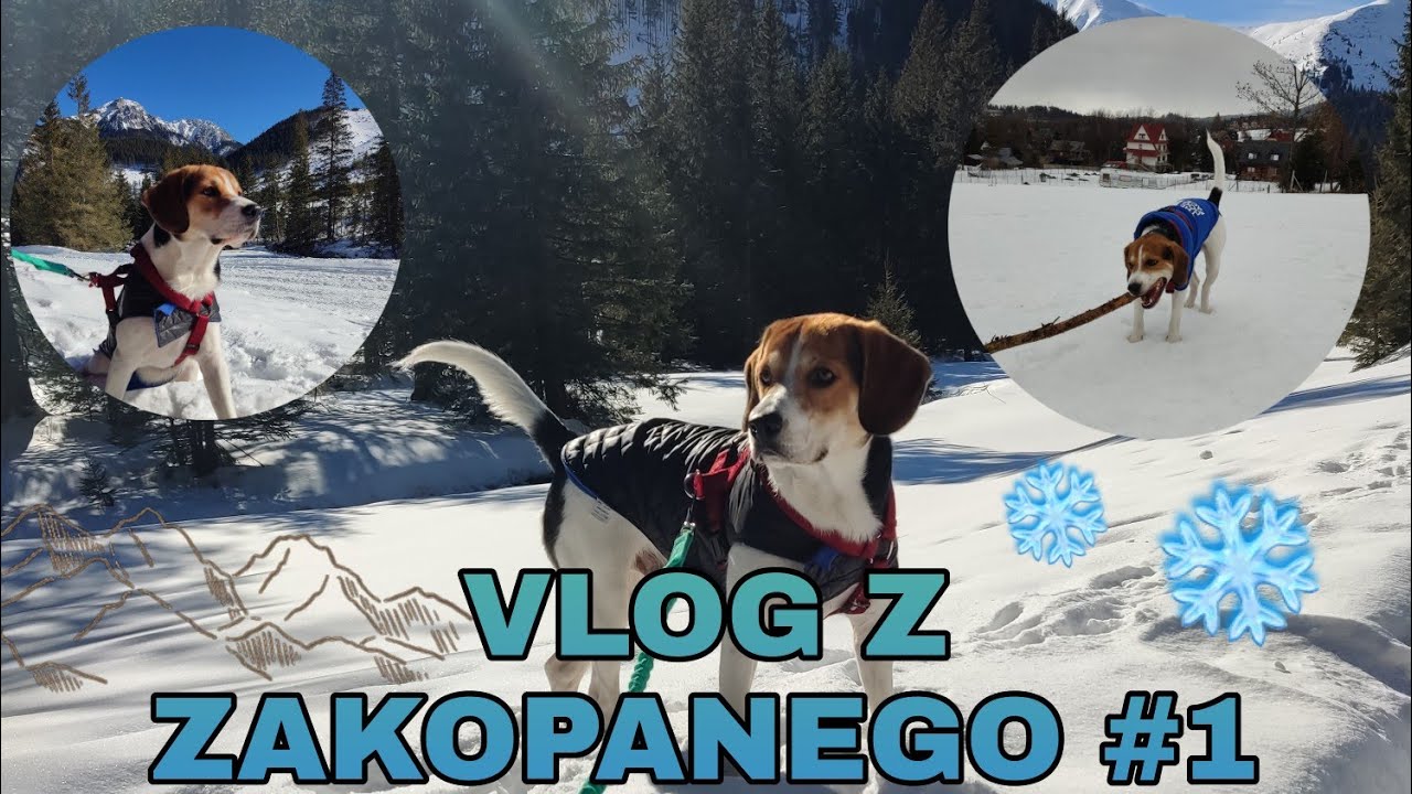 VLOG Z ZAKOPANEGO Z PSEM #1 / 🌨️🏔️ Szlaki przyjazne psom w Tatrach , Leo biega na górskiej polanie❤️