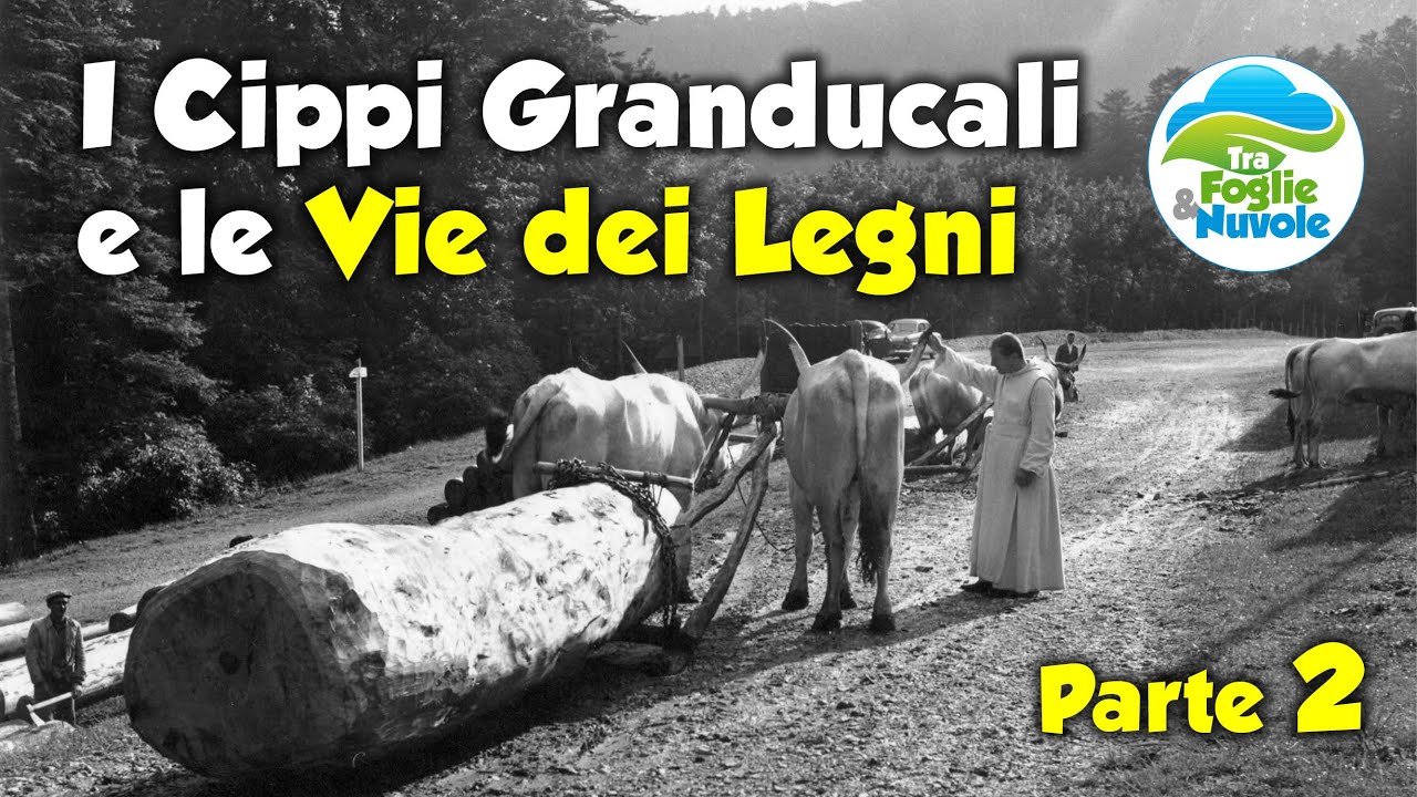 I Cippi Granducali e le Vie dei Legni, parte 2