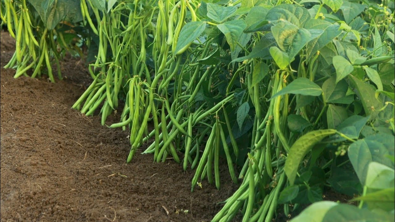 Beans ki kheti | बीन्स की वैज्ञानिक खेती | french beans ki kheti kaise karen