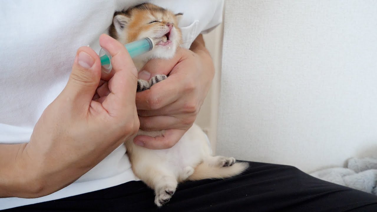 The kittens are growing up eating a lot of baby food