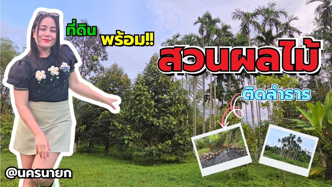เจ้าของรีบใช้เงินมาก  #ที่สวนผลไม้ #ติดลำธาร 🏝 ที่ดินท่ามกลางหุบเขา  อากาศดีมาก