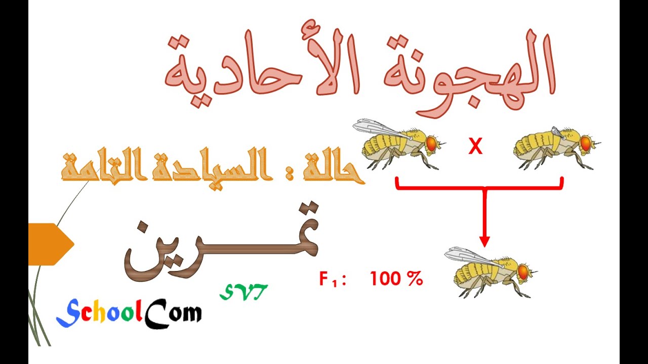 تمرين / الهجونة الأحادية : حالة السيادة التامة