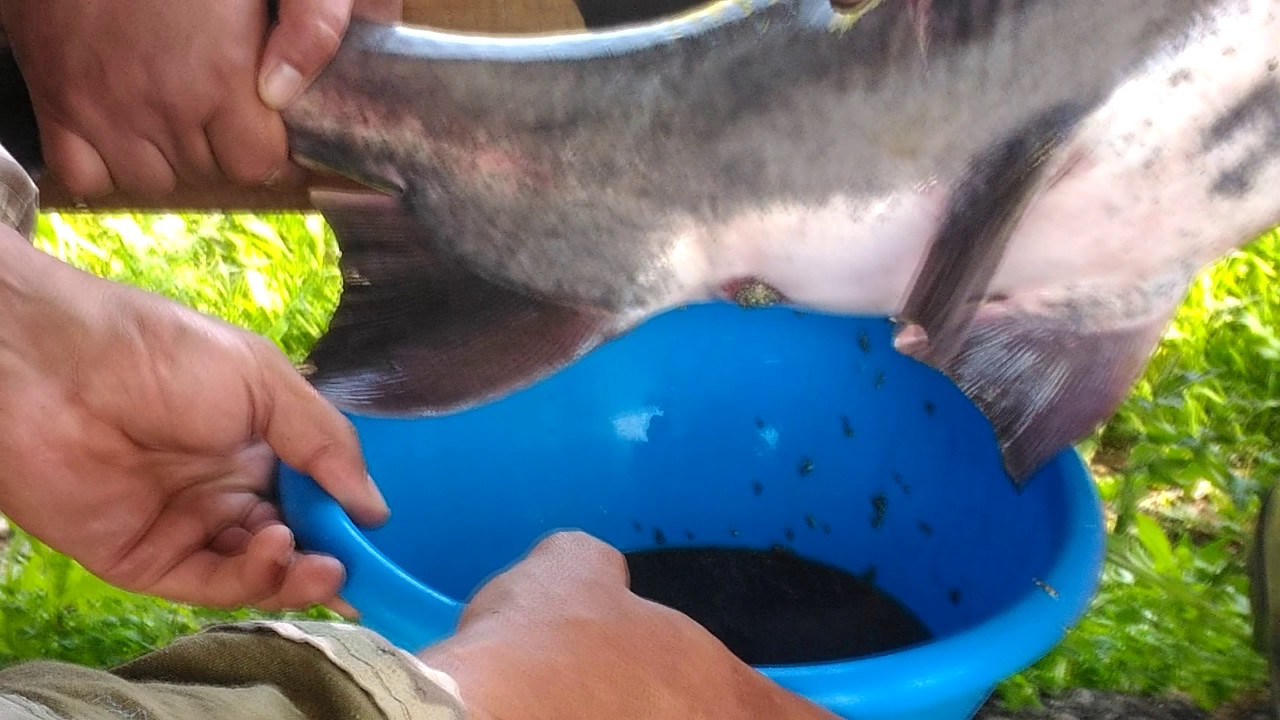 Получение икры веслоноса! Getting caviar paddlefish
