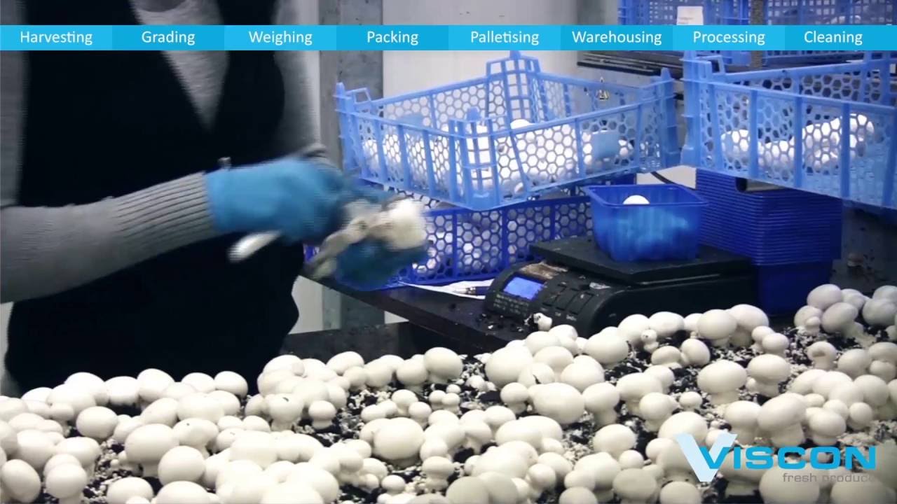 Viscon Fresh Produce - Mushroom automation