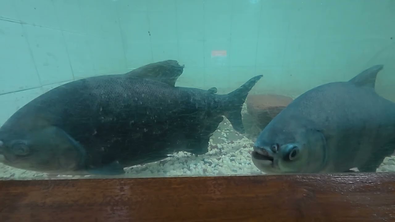 This fish name is 'Piranha' | পিরানহা মাছ