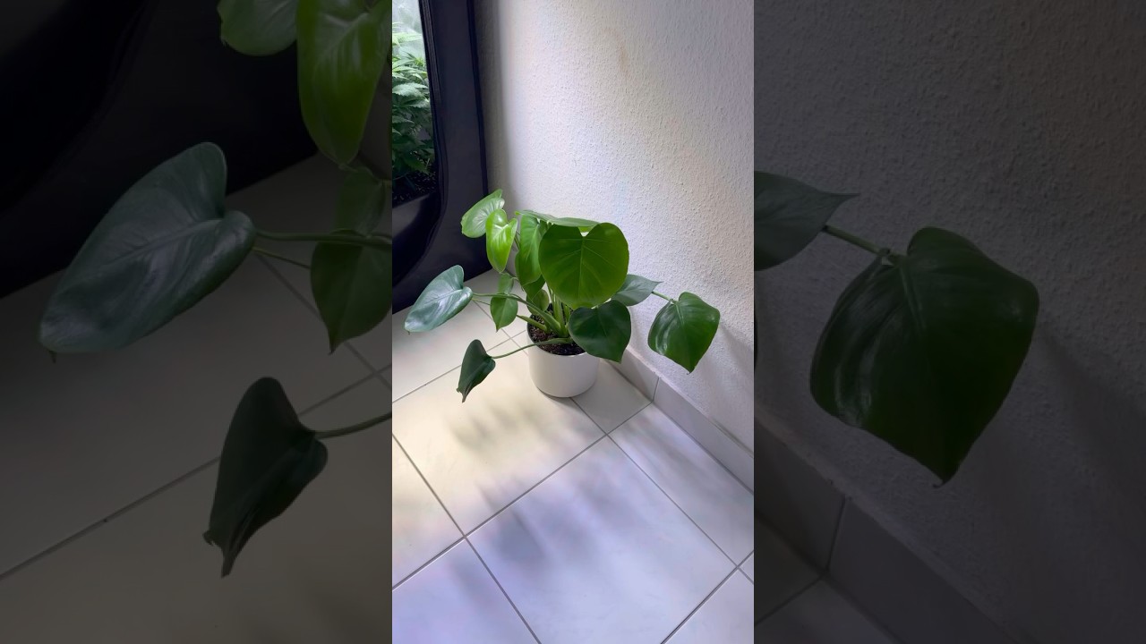 Growtagebuch &ndash; Tag 10 | Klimaoptimierung & Entfeuchter installiert