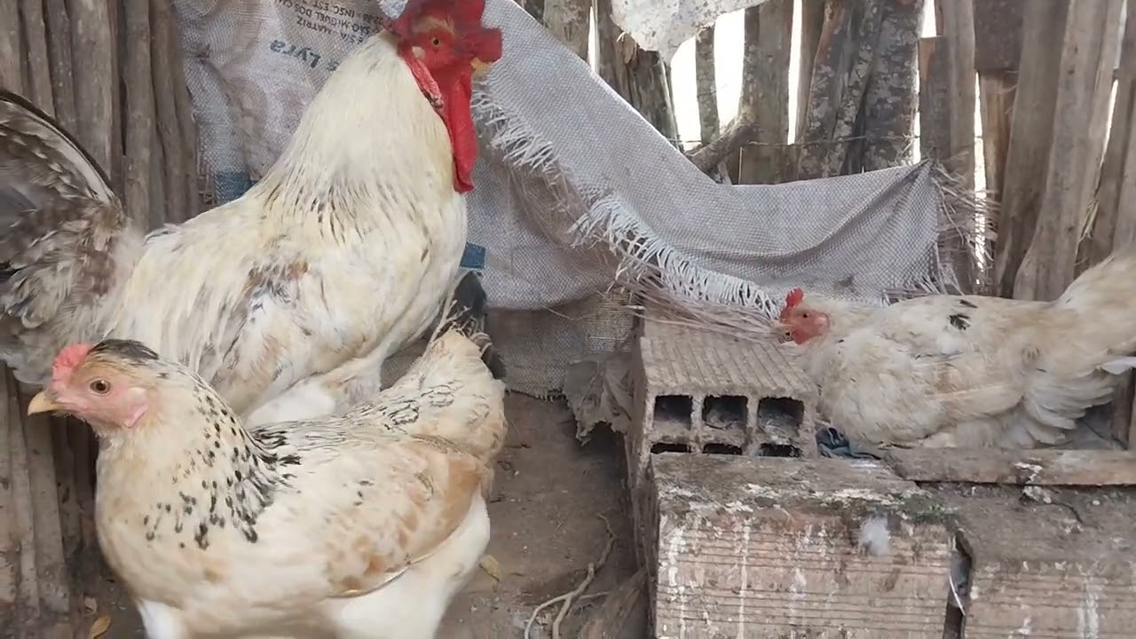 O GALO BRANCO 