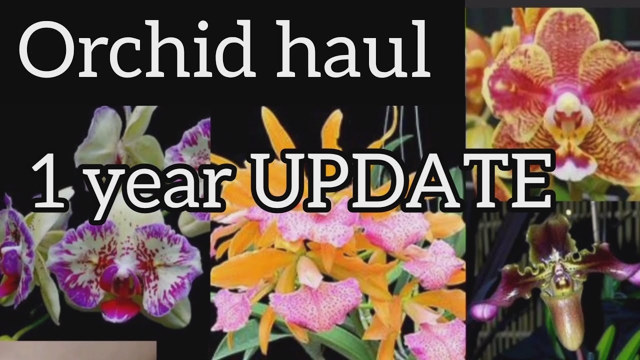 Schwerter Orchid haul 1 year UPDATE