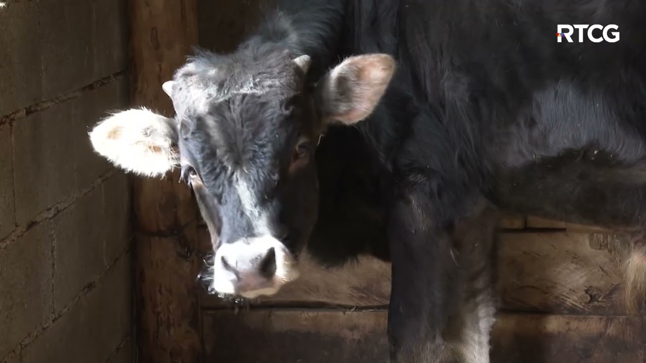 AGROSAZNANJE - Priča Mića Krsmanovića sa Sinjajevine