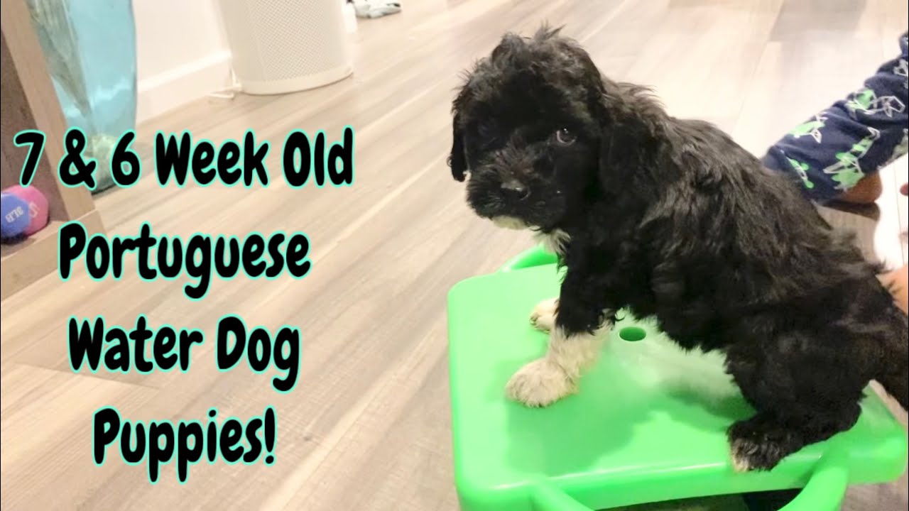 Portuguese Water Dog Puppies, 7 & 6 Weeks Old🐶💕