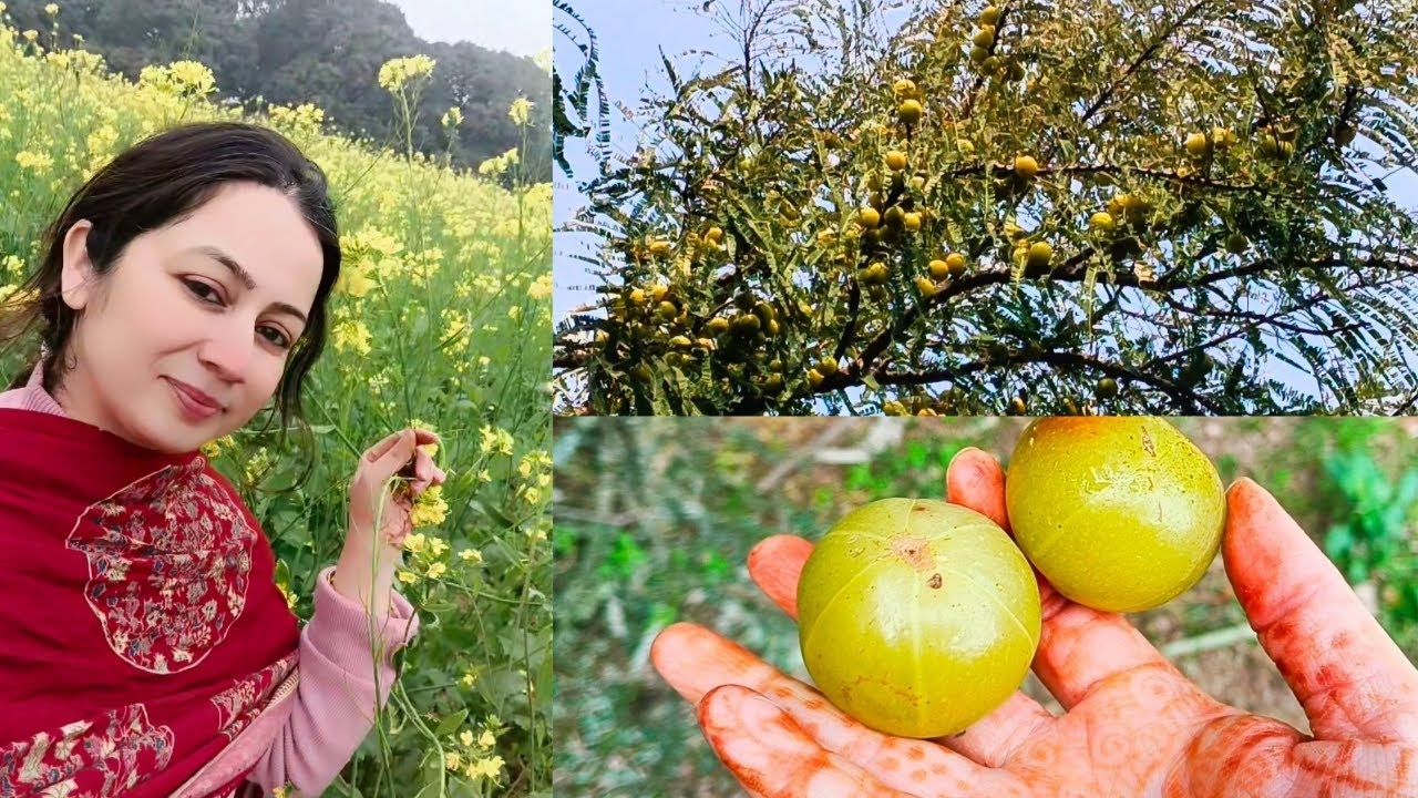 Bua ke Ghar ki sair, everything is organic🌱🥬🫛🥭🫜🫒🍋