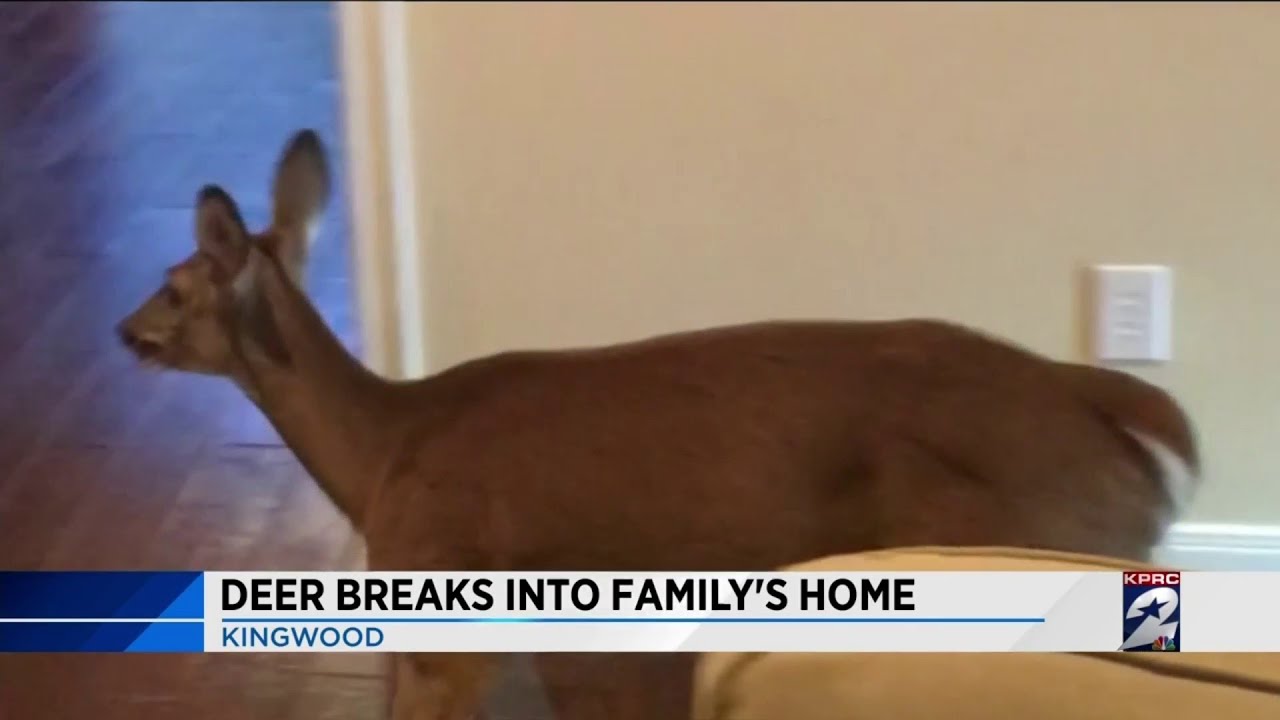 Deer breaks into family's home