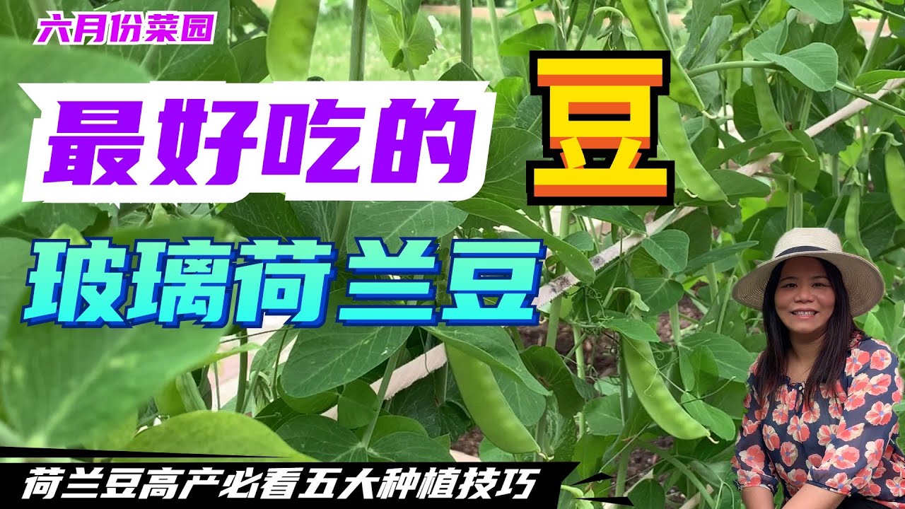 最好吃的豆之一【玻璃荷兰豆】   五大种植技巧   荷兰豆高产必看（2021）| Five tips for growing snow peas