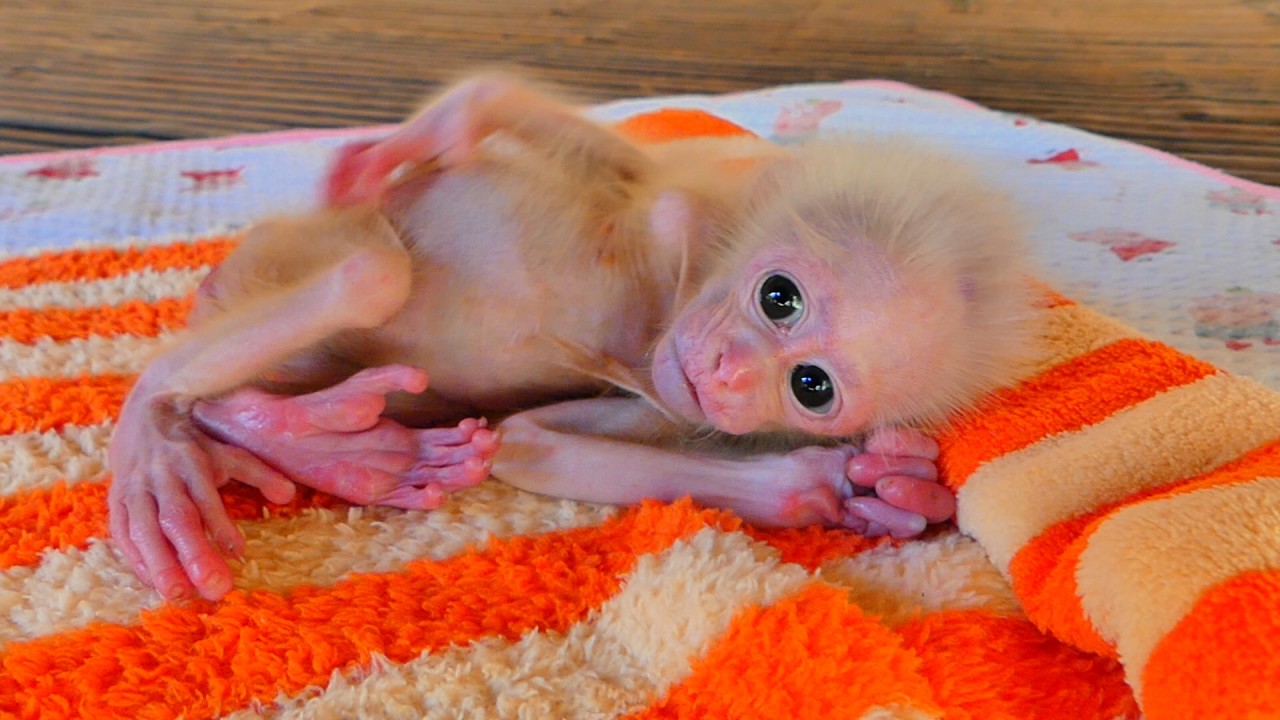The baby monkey is hungry and drinks its mother's milk, and it is so pitiful.