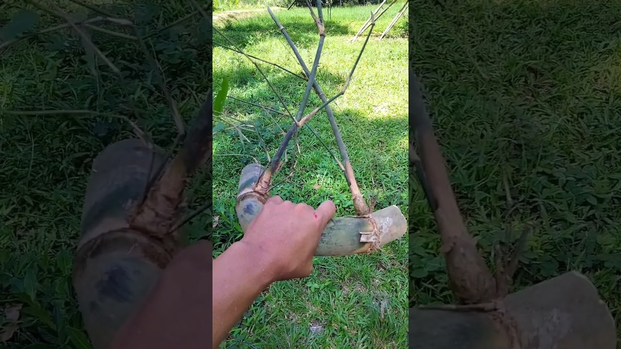 bambu petuk asli viralin biar di liat bang paul.         #bambupetuk #news #vidio #diy #viral