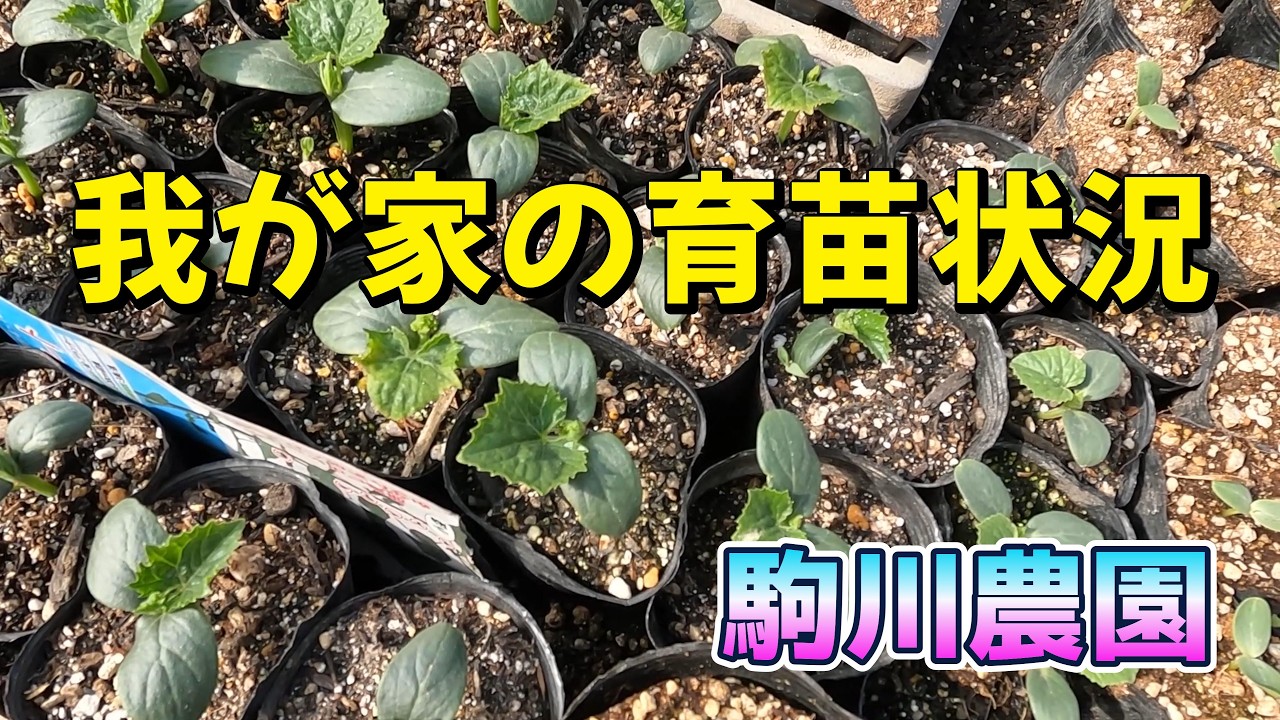 我が家の苗の生育状況　駒川農園　23.3.16