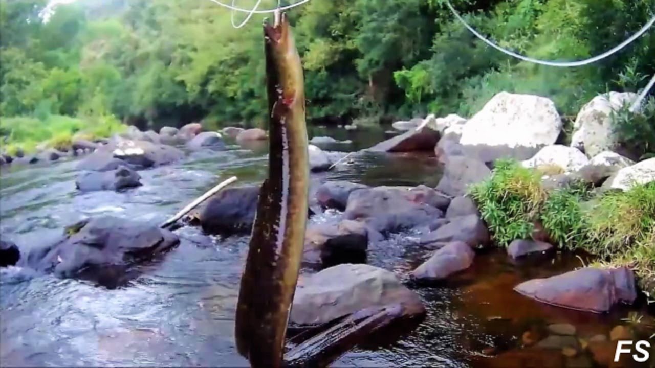 La Tâte z' anguille Rivière des Roches EEL Fishing