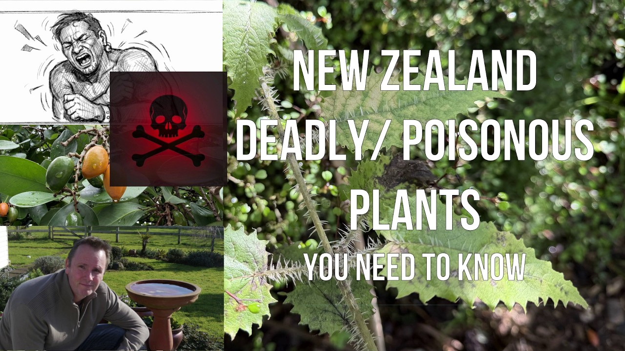 New Zealand's most deadliest and toxic plants. What you need to know.