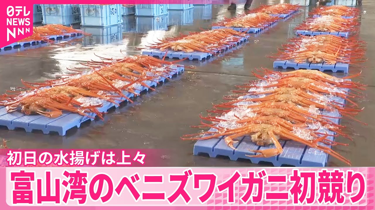 【初競り】富山湾のベニズワイガニ  初日の水揚げは上々