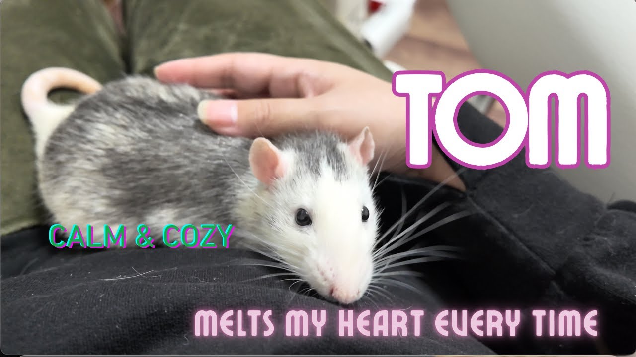 トムと戯れる時間【Petting Tom 🐭 | Cozy vibes】