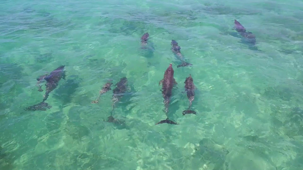 Kangaroo Island By Drone [HD]
