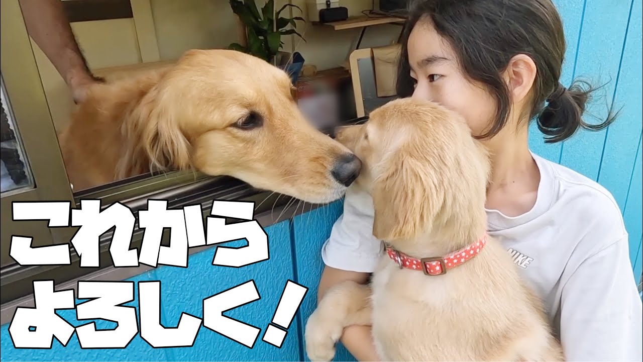 【ゴールデンレトリバー仔犬】お姉ちゃん達とドキドキの初対面！３姉妹の面白可愛い生活がパワーアップしましたw