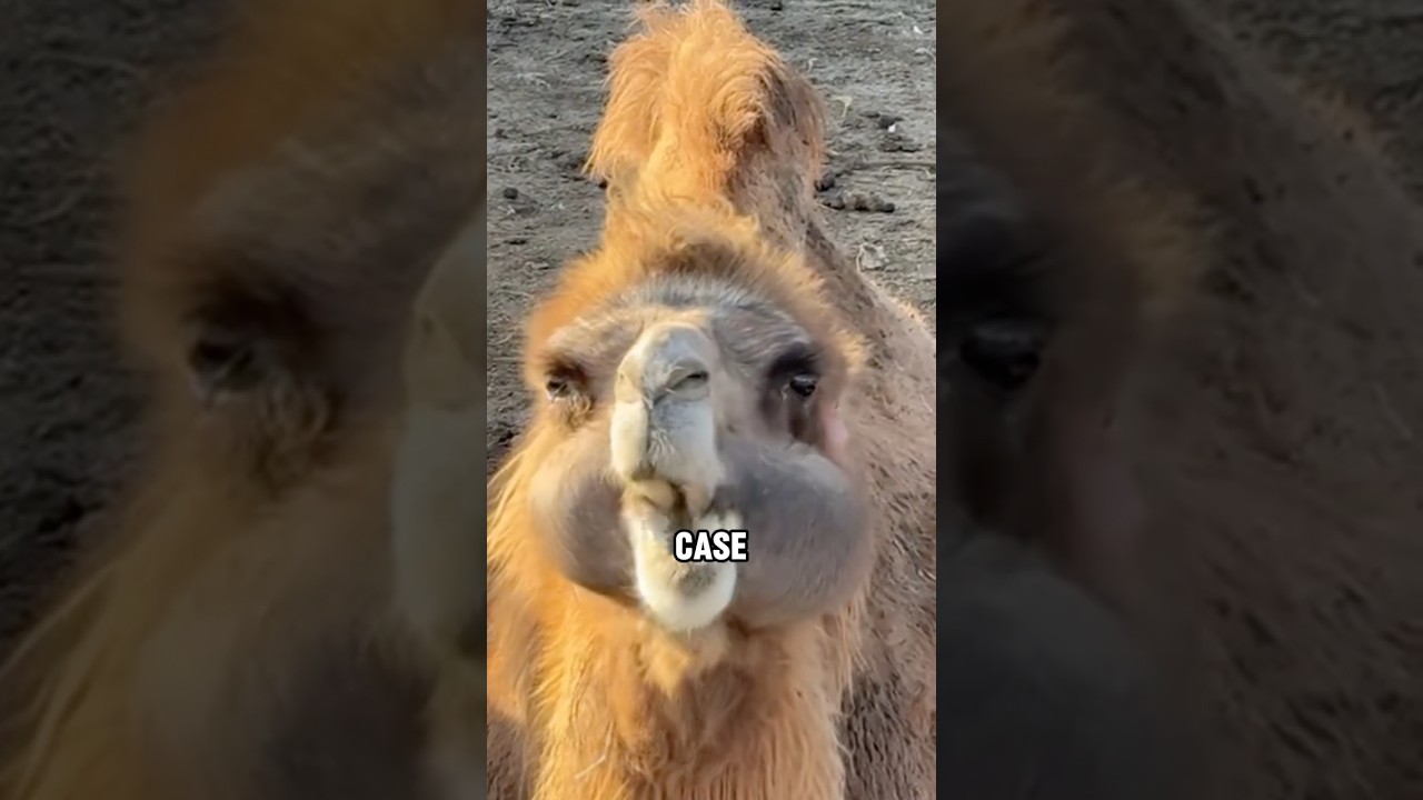 Are these cute camel cheeks or a serious health ladies?#camel #funny #animal