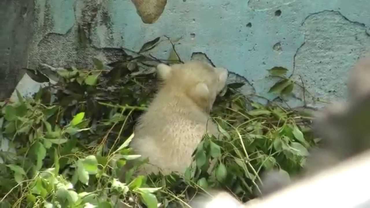 ホッキョクグマの赤ちゃん大ピンチ！ 天王寺動物園 Baby Polar Bear at Tennoji Zoo