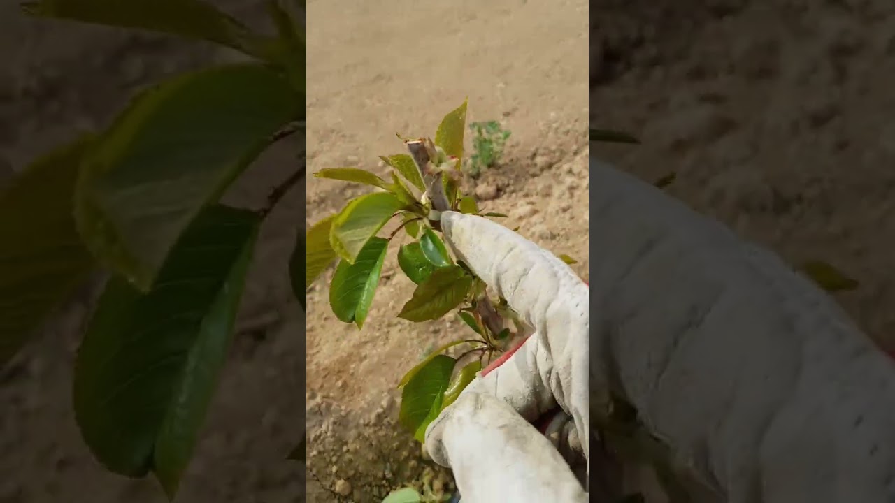 Plantación de cerezos KGB 1° verde.