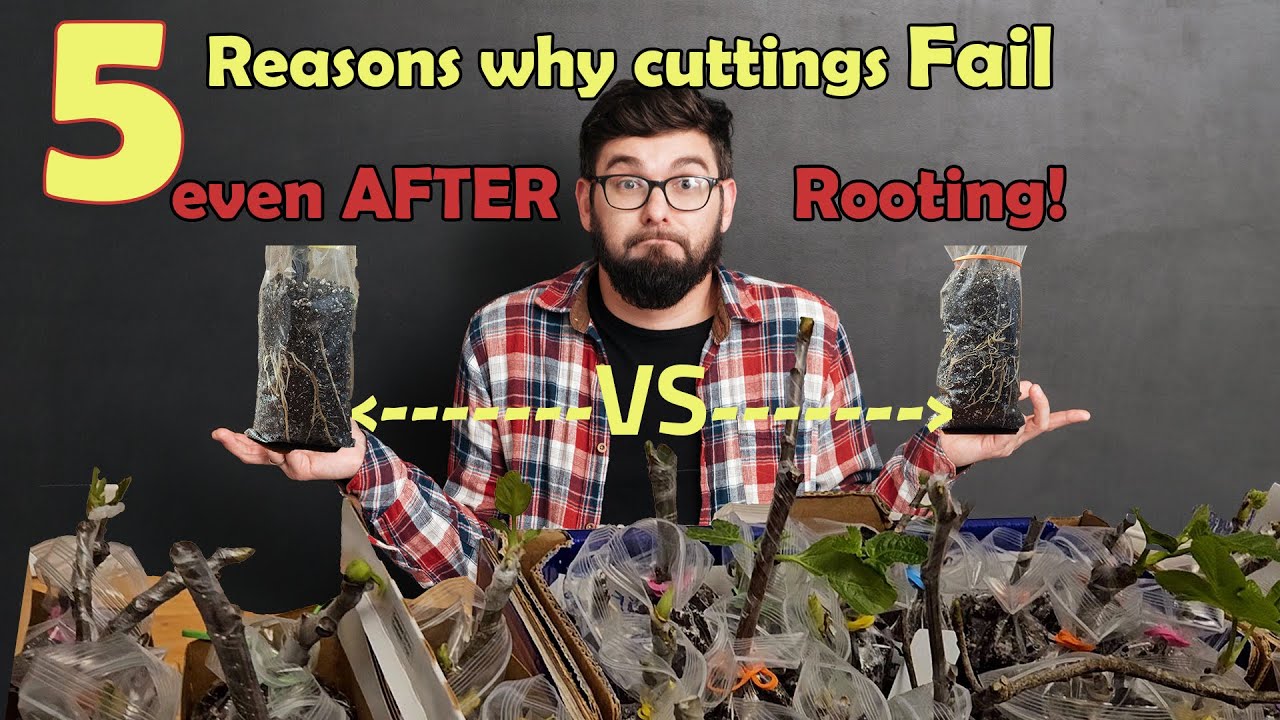 5 Reasons why cuttings fail after Rooting