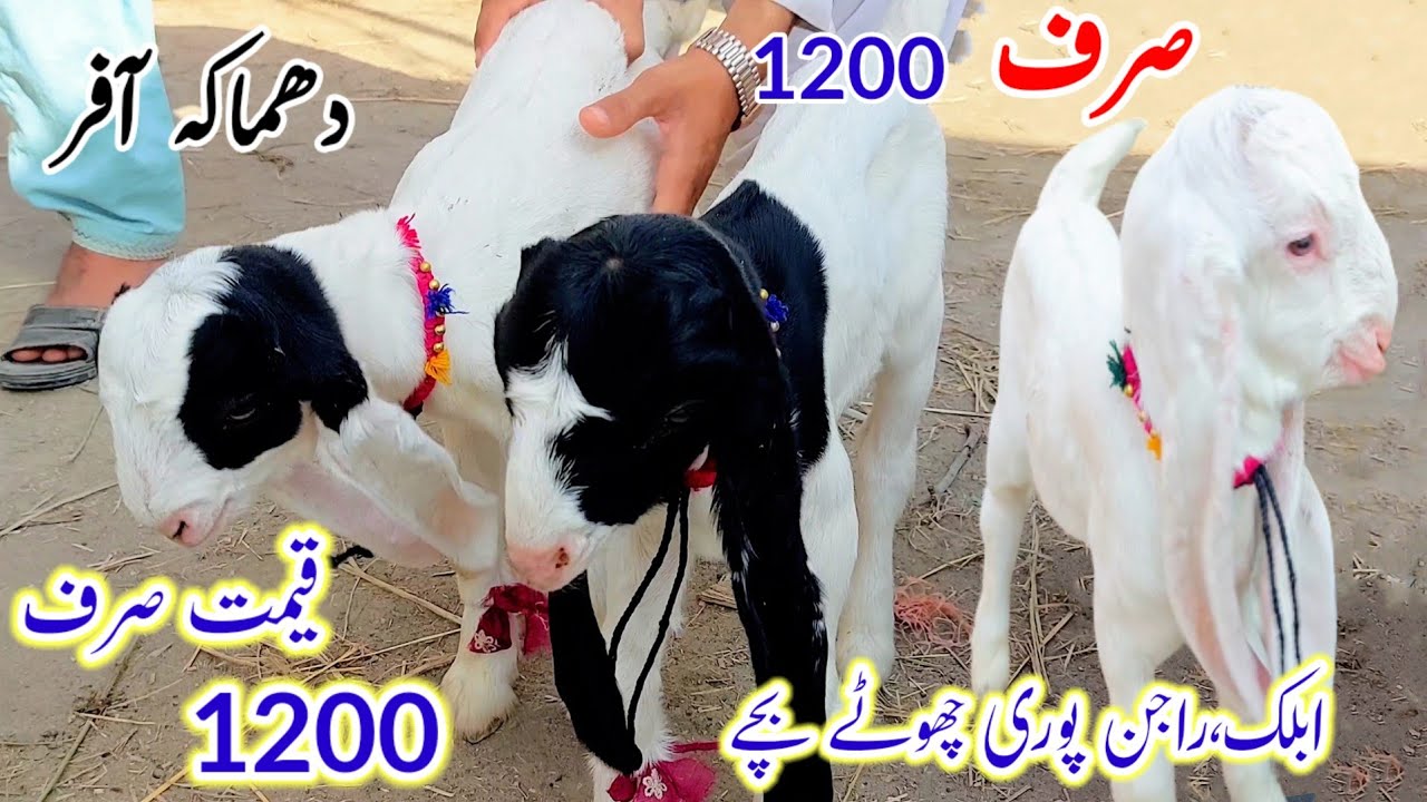 Big Size Chotay Bachay Ablak,Beetal ,Rajanpuri Goat Kids Far Sale Very Cheapist Rate At GhulamYaseen
