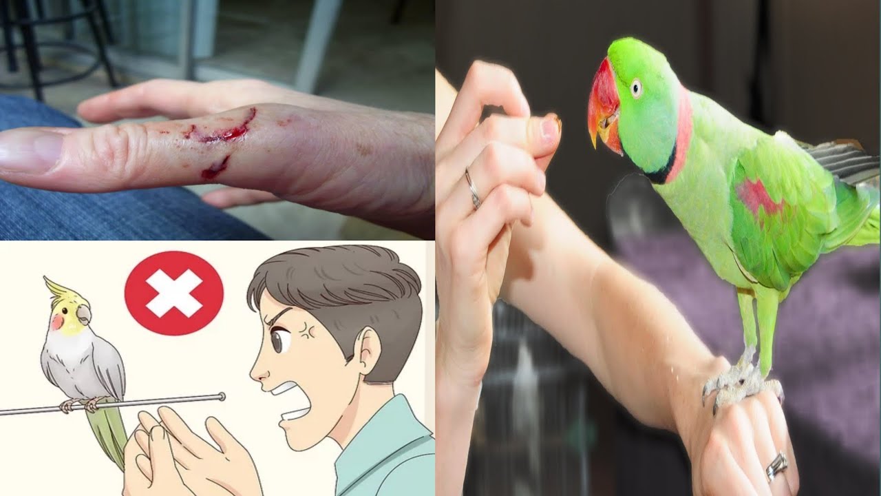 Mitthu ko katna kaise chudwaya / How to stop Parrot Biting