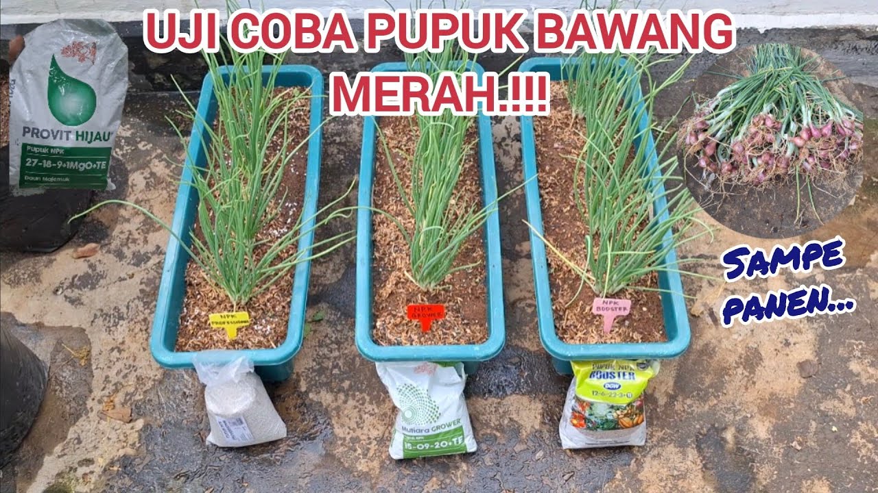 pupuk generatif yang bagus untuk bawang.cabe.#pupukgeneratif #pupuk 