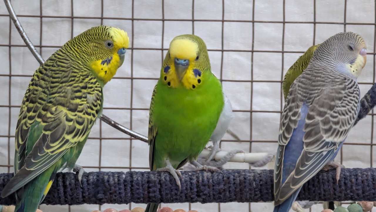 Tiny Beaks, Big Songs – Joyful Budgie Symphony