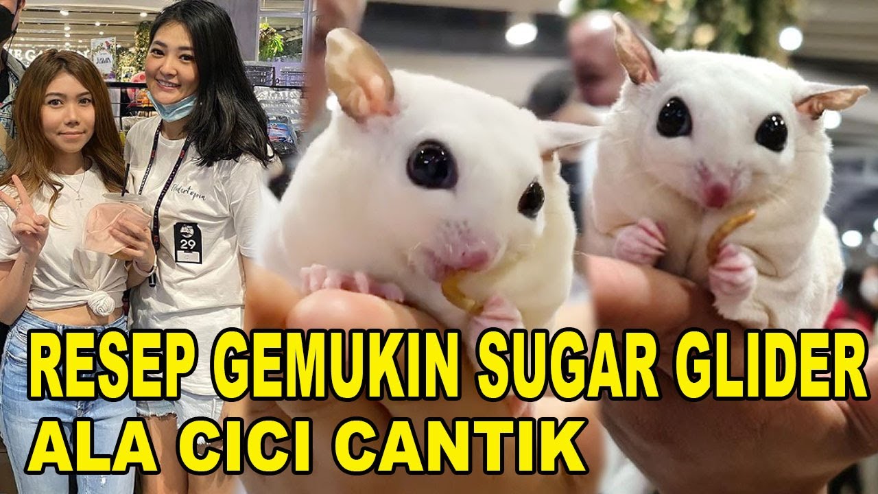 RESEP GEMUKIN SUGAR GLIDER ALA CICI CANTIK