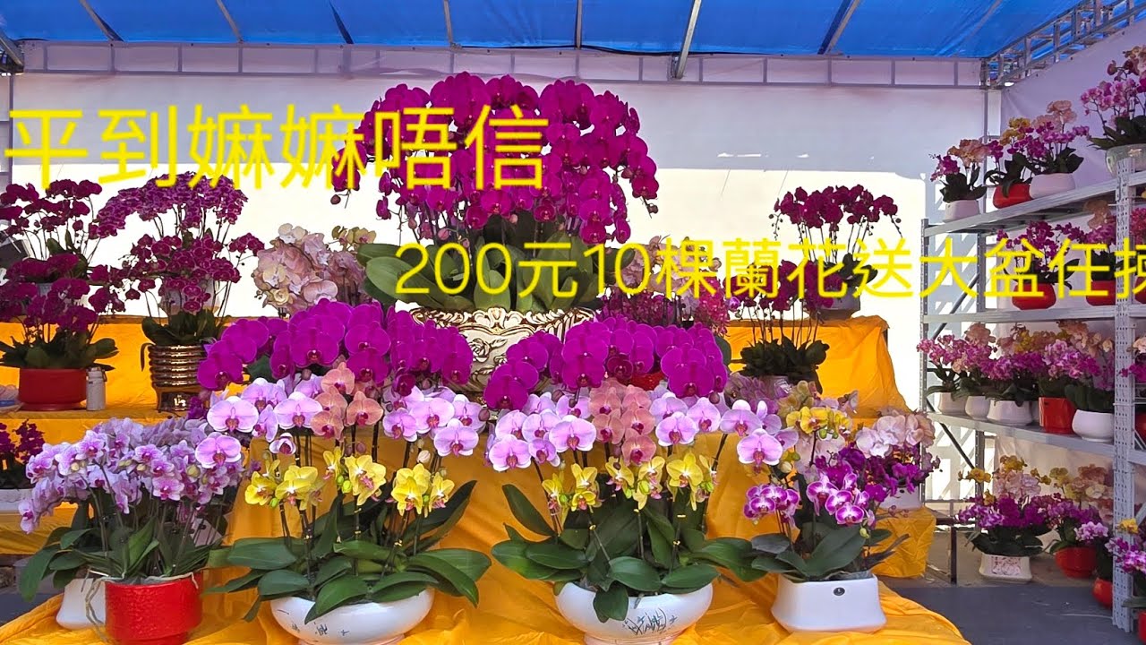 蘭花平到嫲嫲都唔信10元棵15元2棵。東莞南城迎春花市連大量食檔。