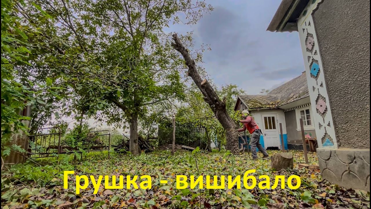 Пиляю грушу новим інструментом Silky Sugoi 360