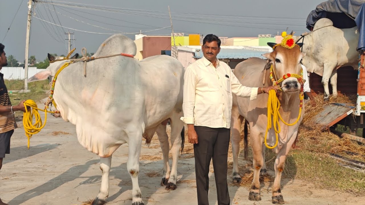 చిలకలూరిపేట ల  6పళ్ళ2వ నెల్లూరు రామకోటయ్య గారు  (పోకిరి కల్కి )