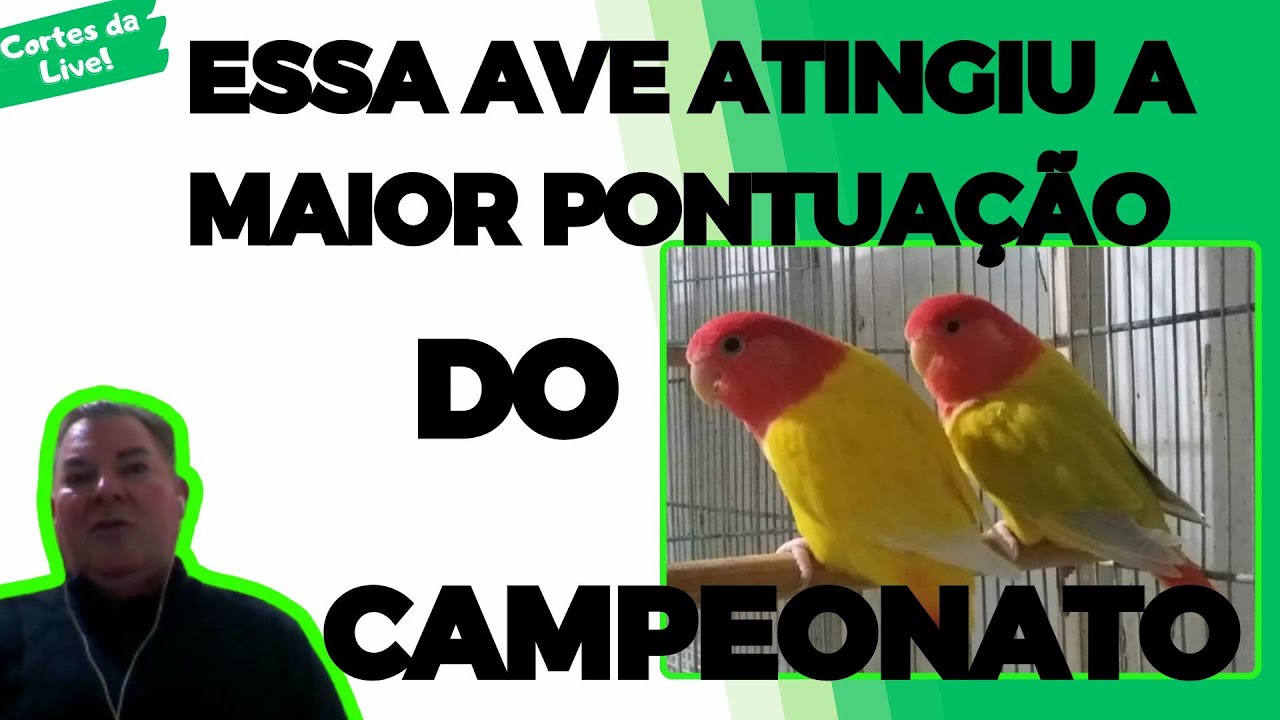 AGAPORNIS OPALINO LUTINO O MAIOR CAMPEÃO!!!