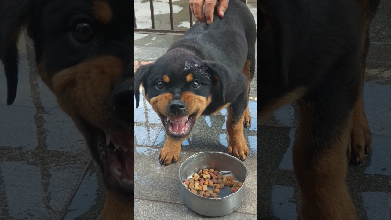ROTTWEILER BRAVÍSIMO