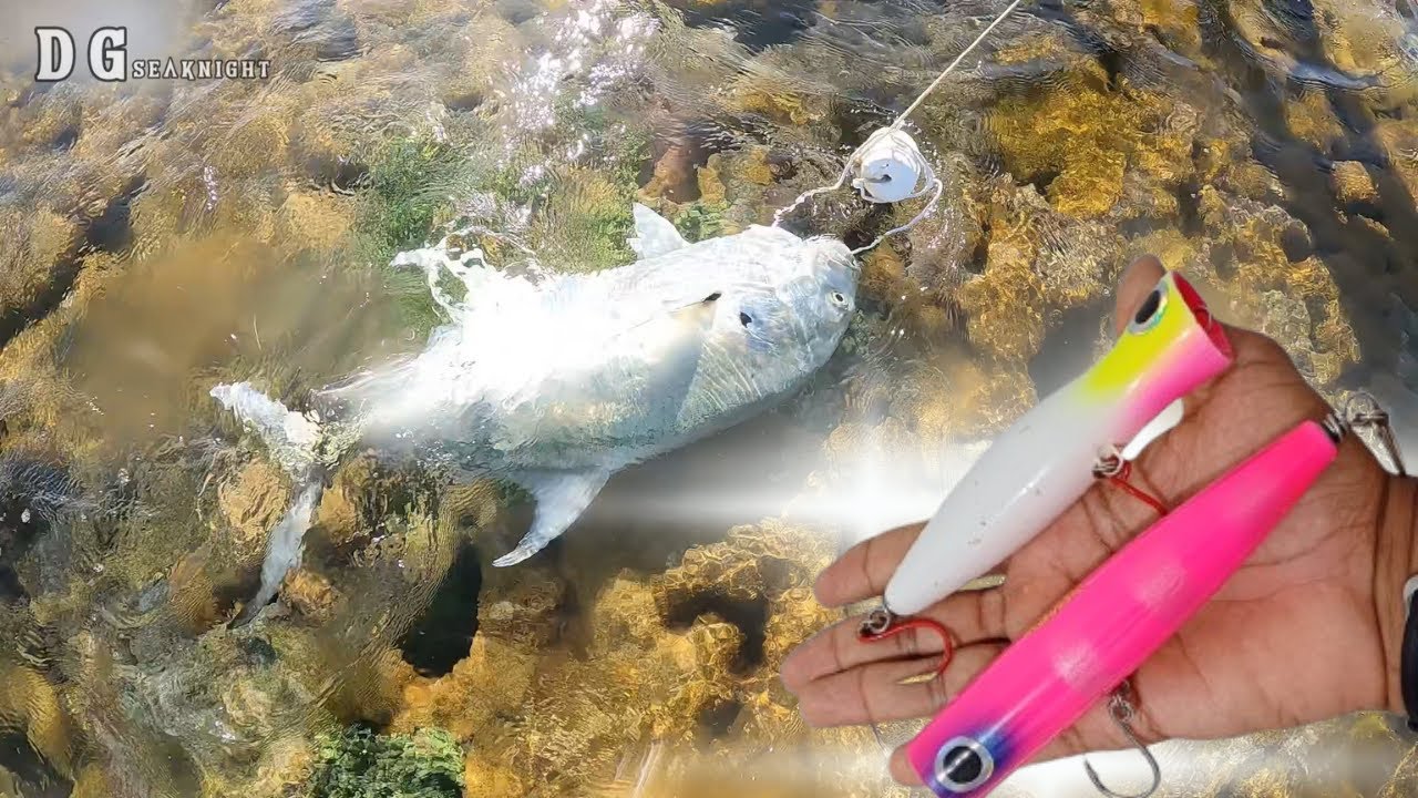 PESCA DE XAREU GRANDE EM ALAGOAS UTILIZANDO POPPERS.